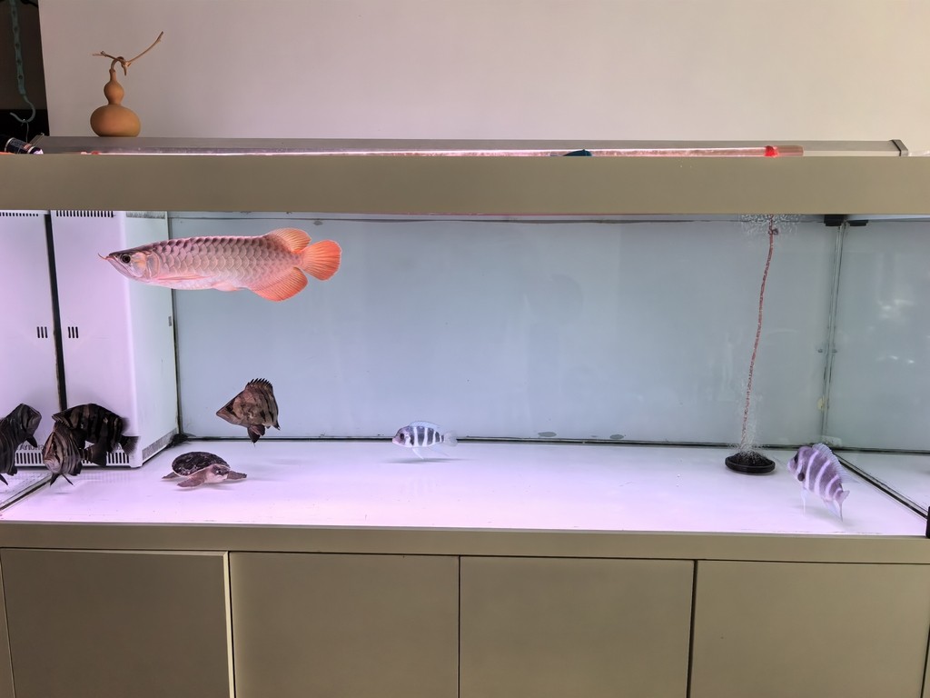 一年了，記錄一下，從22到38+厘米 一年了，記錄一下，從22到38+厘米 龍魚(yú)論壇 第6張