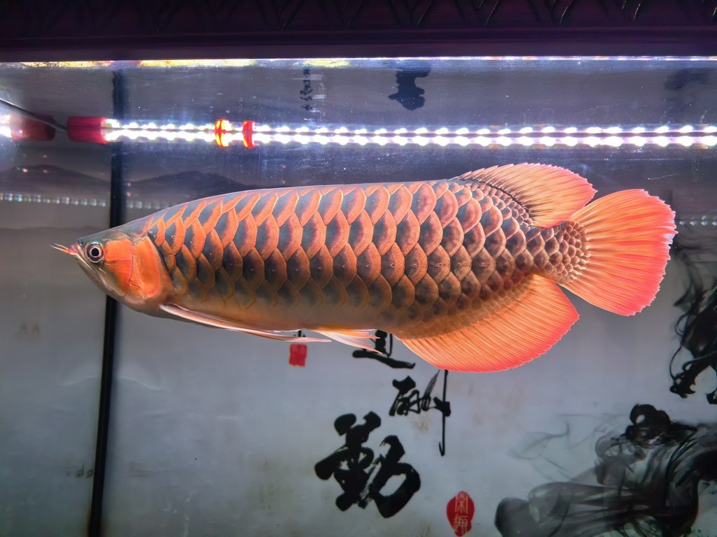 愛瑪