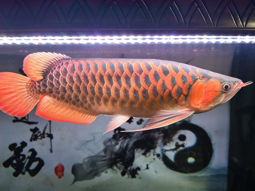 愛瑪