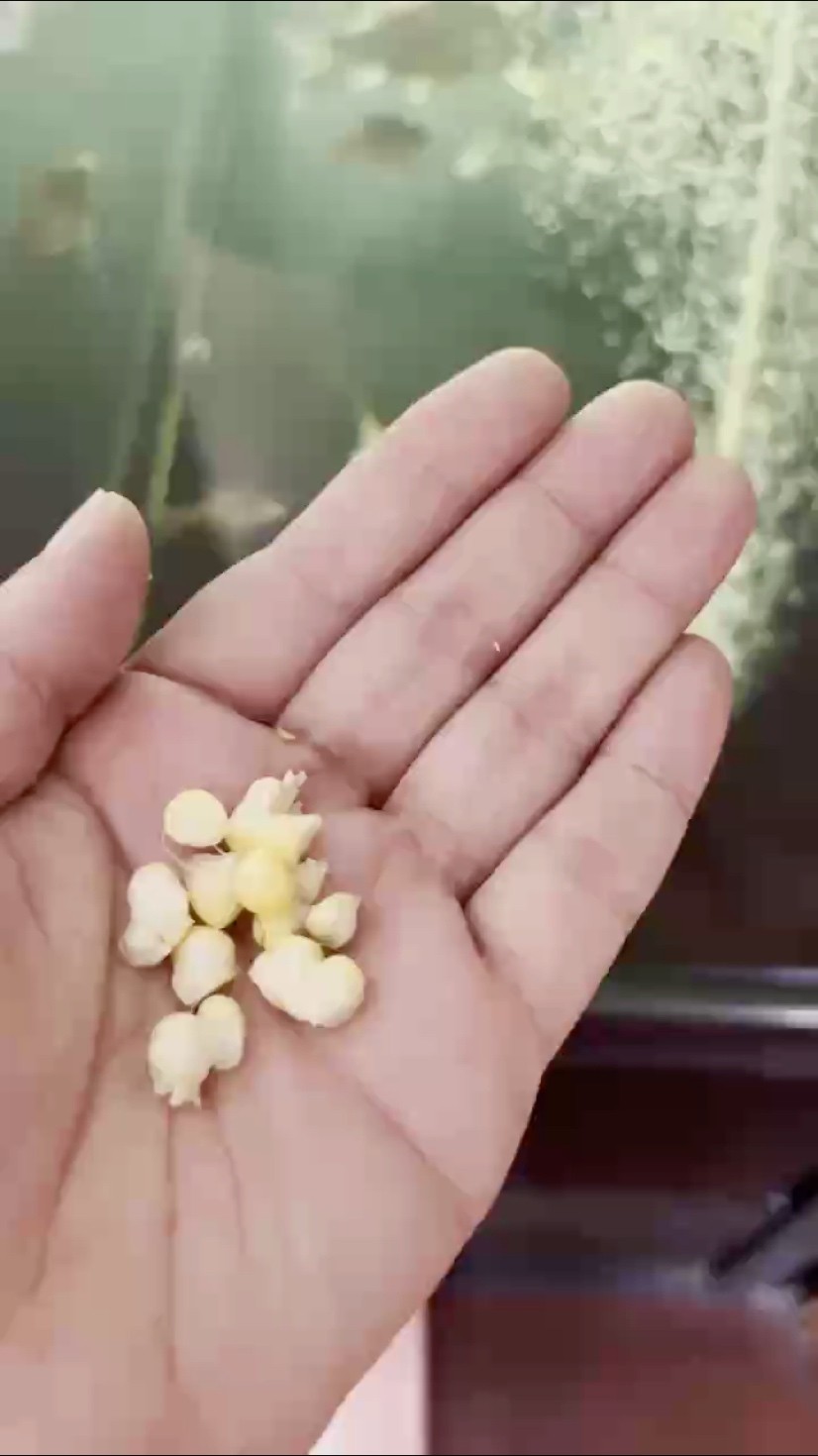 戒不掉的誘惑