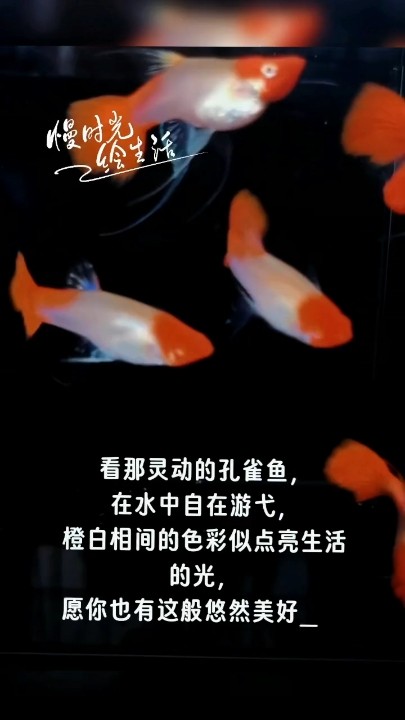 紅頭紅尾蝶翼緞帶大C