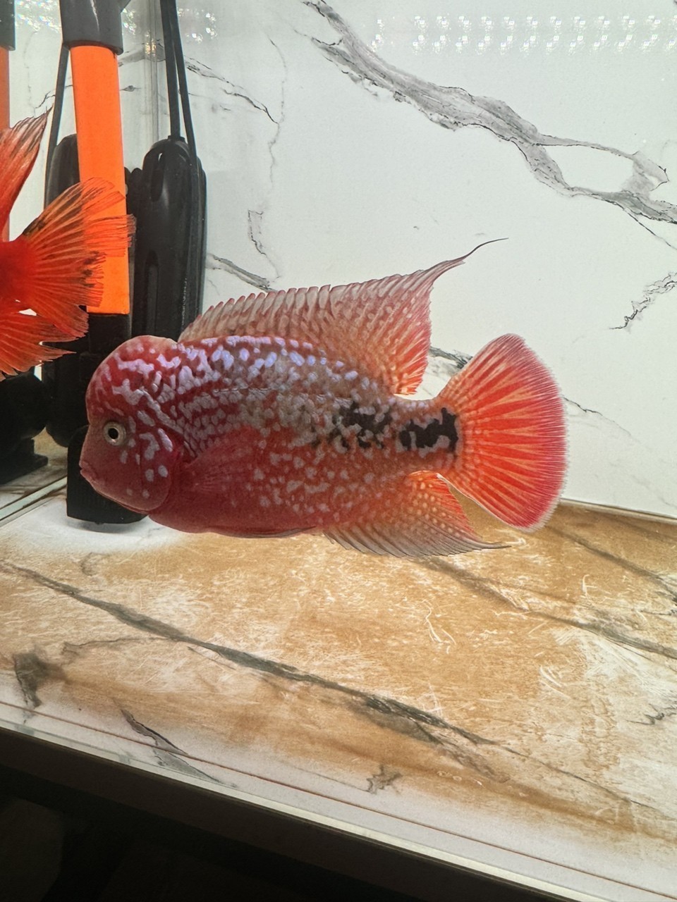 只長身體，不長頭