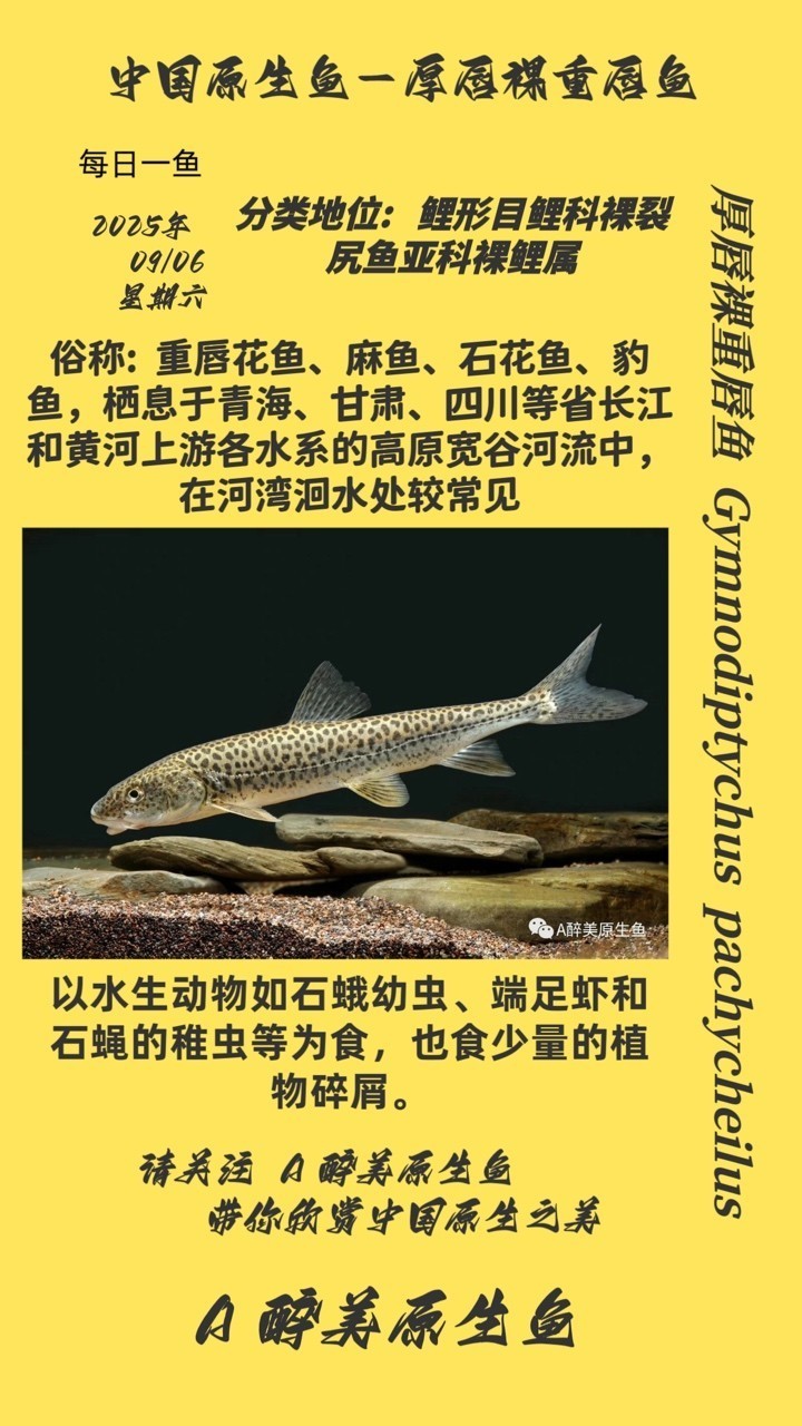厚唇裸重唇魚