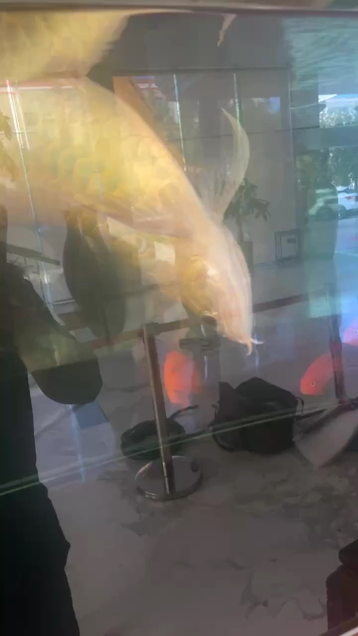 龍魚5年