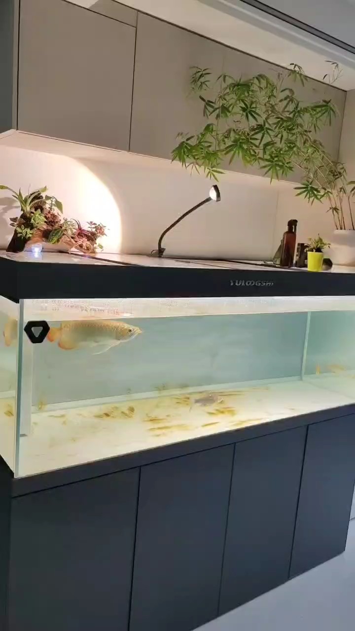 8月1號的視頻