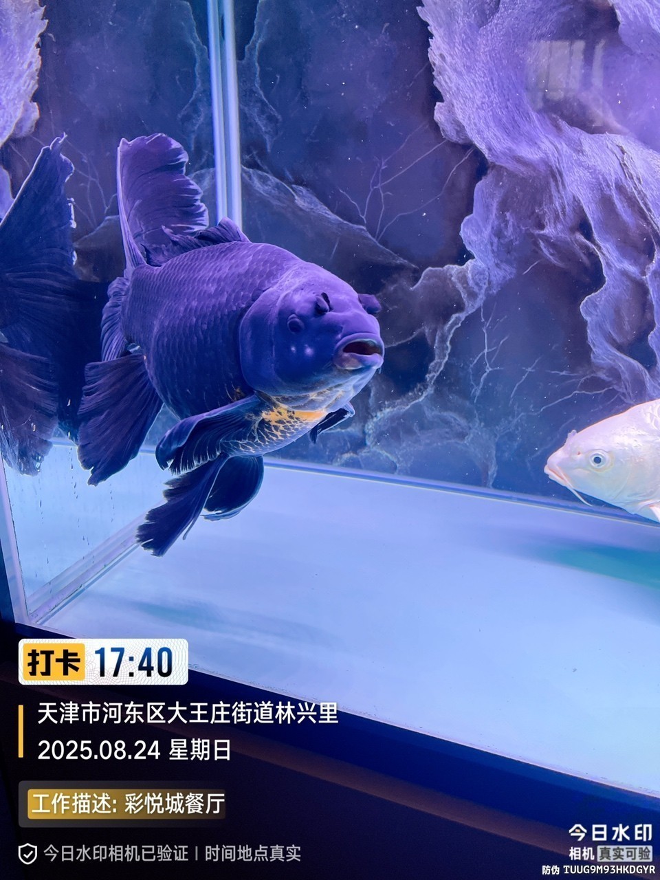 墨蝶