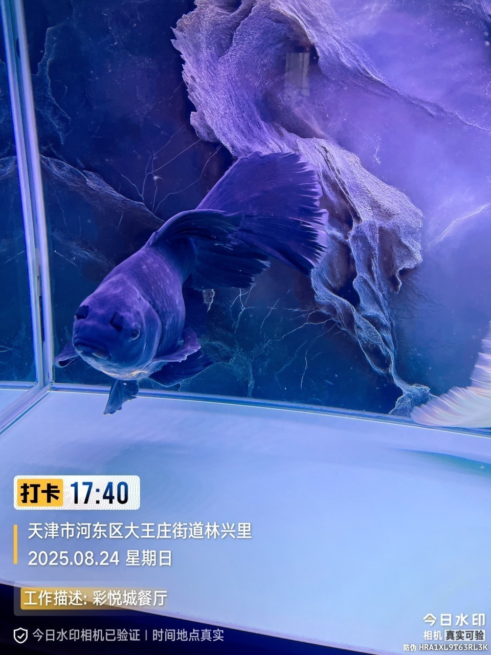 墨蝶