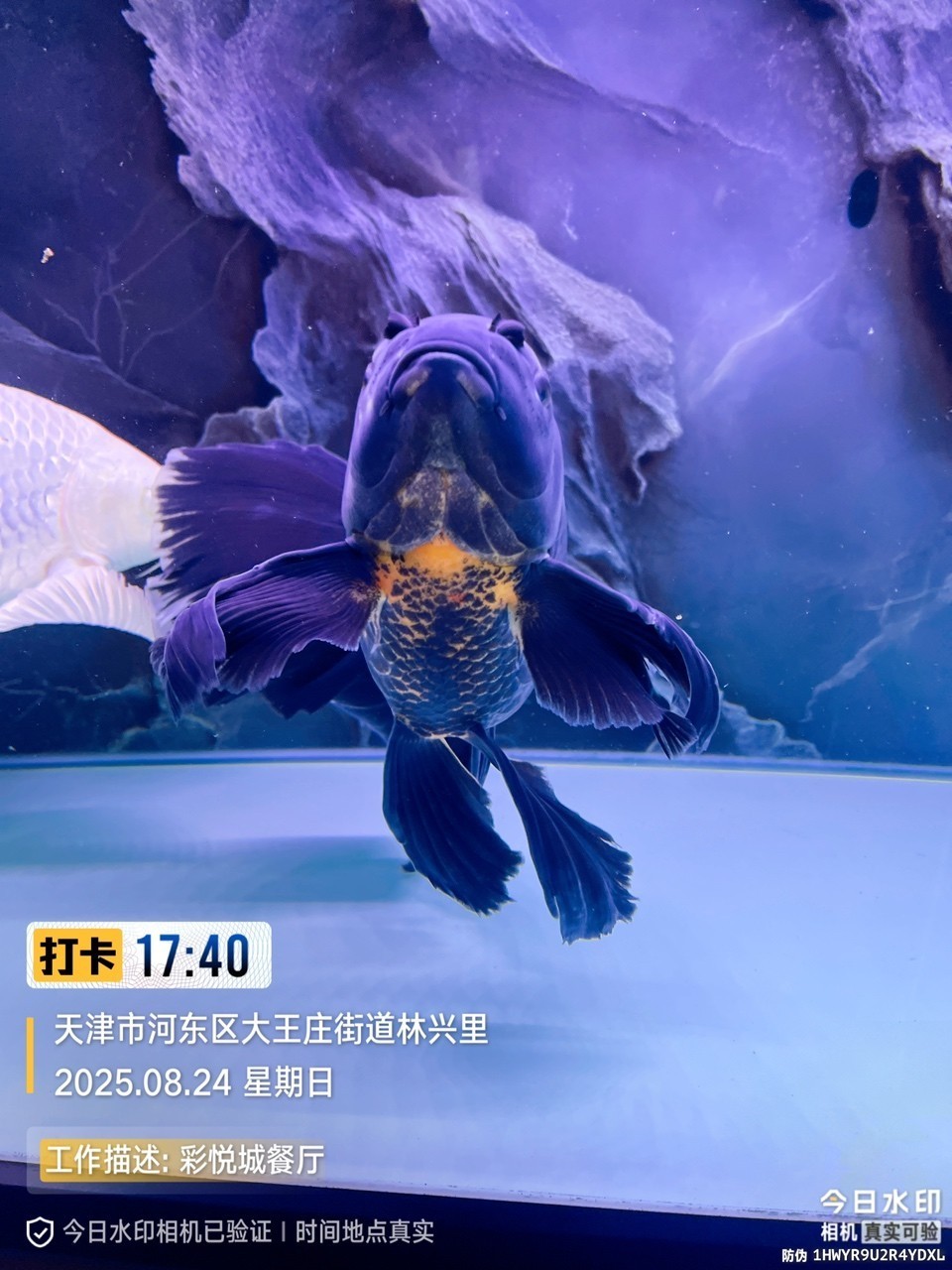 墨蝶