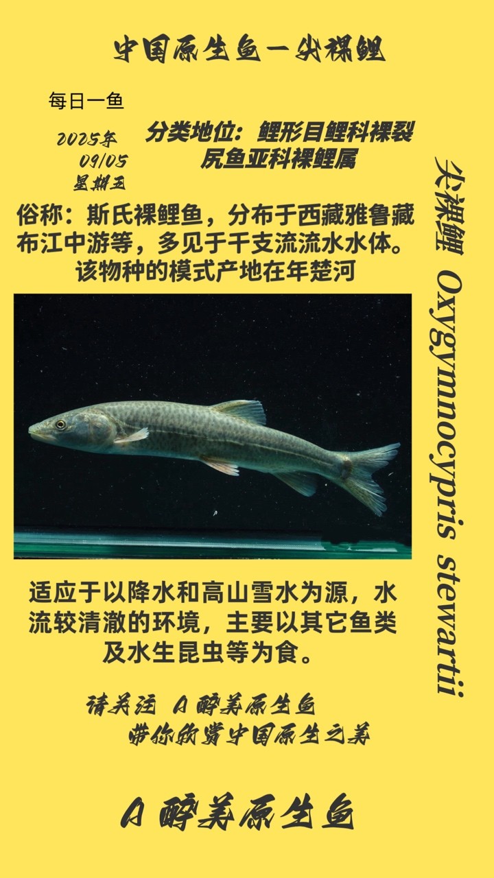 尖裸鯉