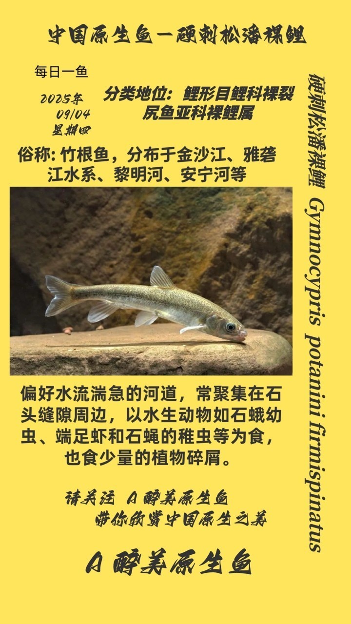 硬刺松潘裸鯉
