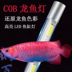 紅龍魚魚缸照明方案推薦：紅龍魚魚缸led燈品牌推薦,紅龍魚魚缸光照時(shí)間設(shè)置