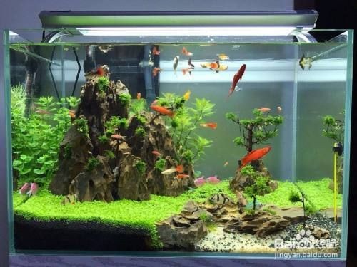 魚缸不換水用什么消毒，-高溫暴曬注意事項高濃度鹽水消毒效果如何