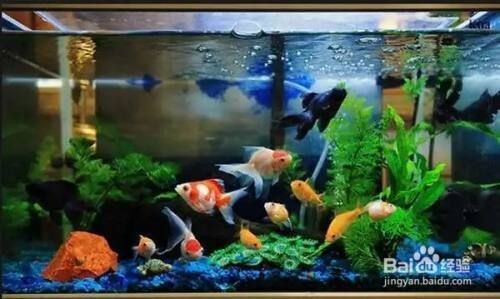 魚缸不換水用什么消毒，-高溫暴曬注意事項高濃度鹽水消毒效果如何