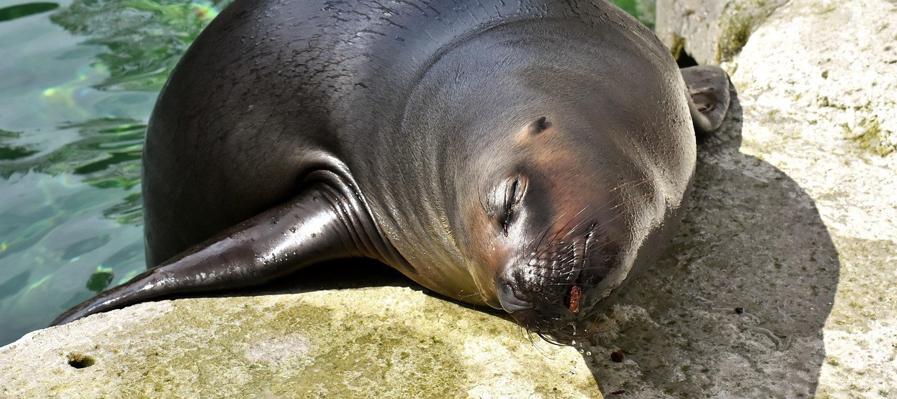 水生動物大百科
