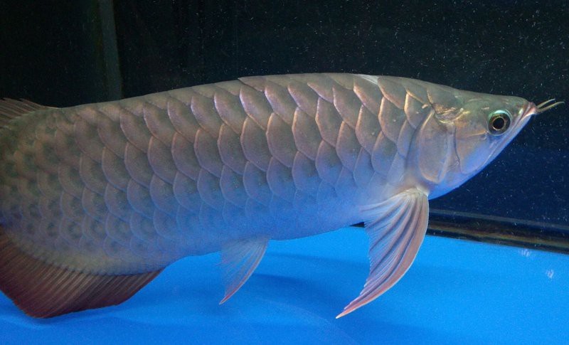 龍魚死亡擋災(zāi)