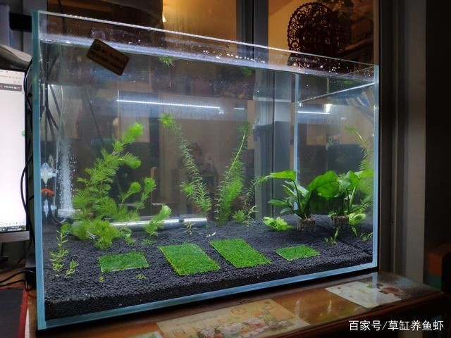 小魚缸怎么搭配：小魚缸搭配應考慮空間布局、觀賞性以及水質維護