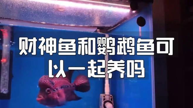 銀龍魚與招財魚混養