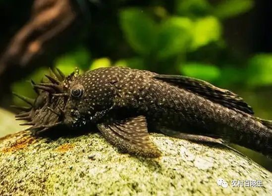 銀龍魚的價格是多少