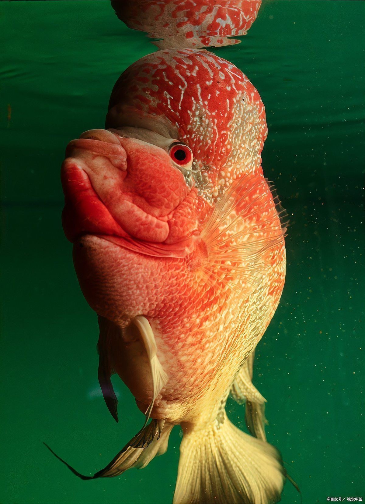 紅眼睛白身子的觀賞魚