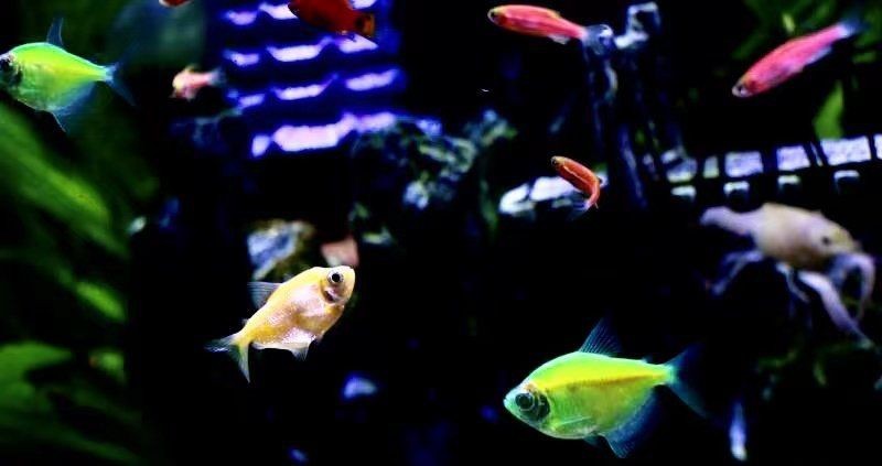 紅眼睛白身子的觀賞魚