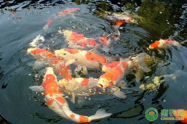 大慶二手魚缸回收電話多少(大慶二手魚缸回收電話多少號)