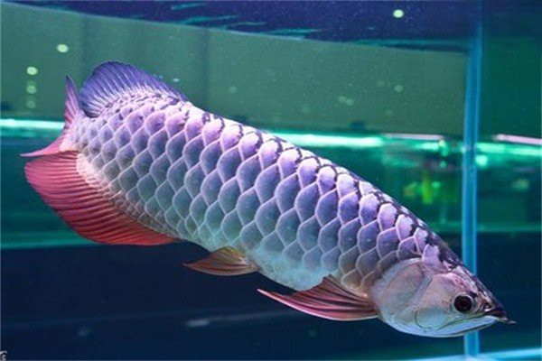龍魚缸水位過高會有什么影響？
