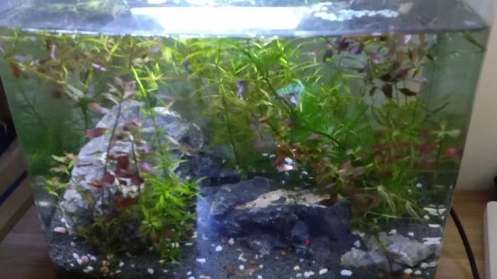 緩釋肥可以放魚缸嗎（緩釋肥是否可以放入魚缸）