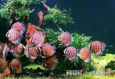魚缸澄清劑使用方法圖解：魚缸水質(zhì)檢測方法，魚缸澄清劑的使用方法