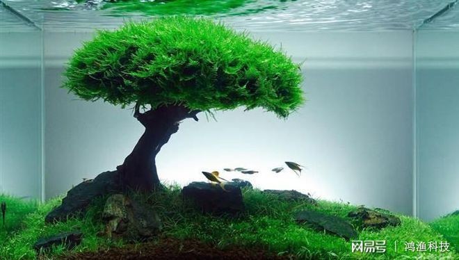 魚缸澄清劑使用方法圖解：魚缸水質(zhì)檢測方法，魚缸澄清劑的使用方法