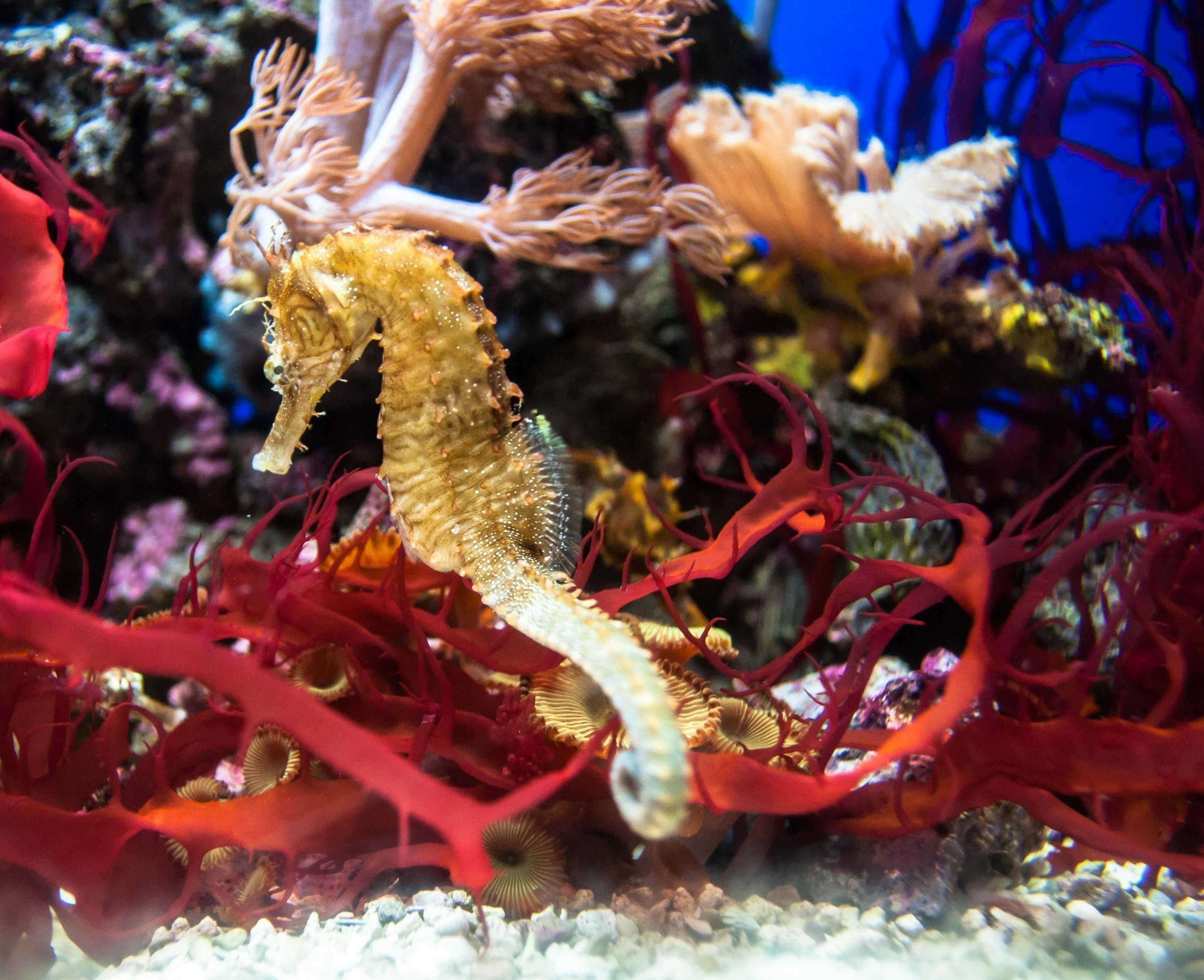 銀龍魚怎么寫(銀龍魚介紹)