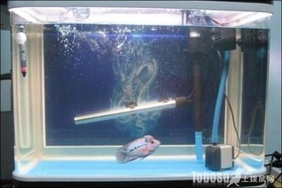 魚缸放置加熱棒的最佳放置位置對魚缸內的影響有多大：加熱棒的最佳放置位置
