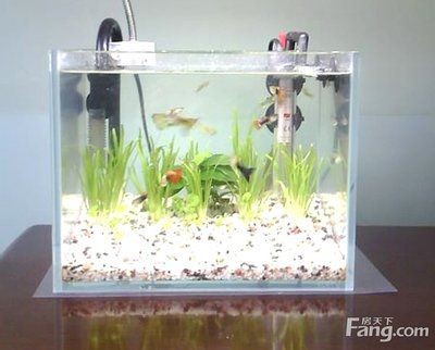 魚缸放置加熱棒的最佳放置位置對魚缸內的影響有多大：加熱棒的最佳放置位置