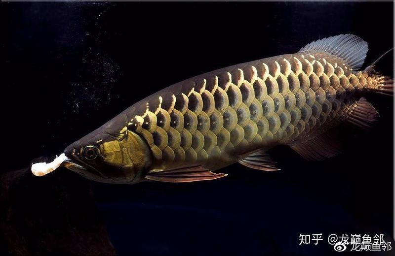 如何區分金頭過背金龍魚的品質？