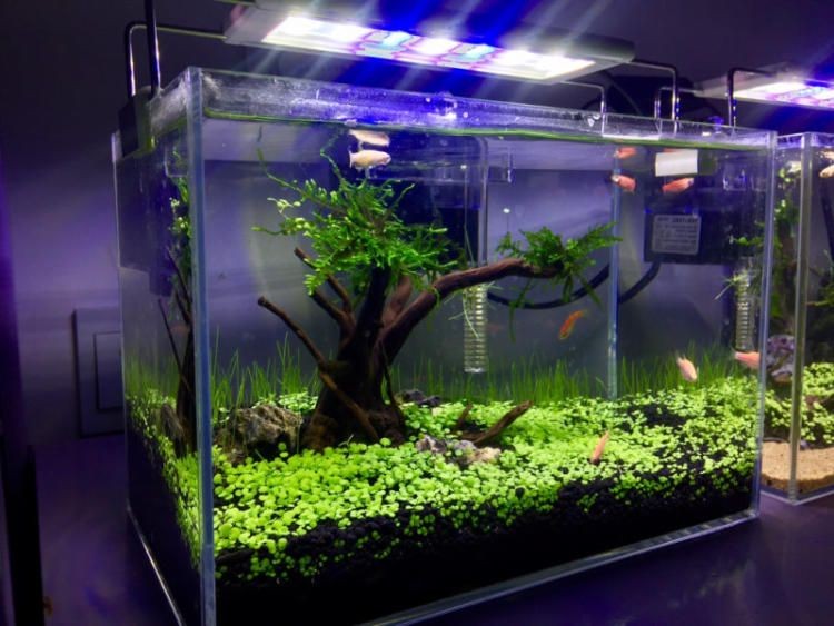 魚缸造景，你了解多少？：熱帶魚飼養指南熱帶魚飼養指南熱帶魚飼養指南