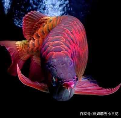 龍魚用什么燈發(fā)色好看一點：紅龍魚發(fā)色期的光照管理