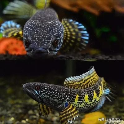 銀龍魚眼睛起白霧怎么辦啊視頻(銀龍魚眼睛有白點怎么個回事)