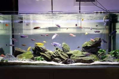 龍魚缸養水養多久可以養魚，龍魚缸養水的時間通常為3天到一周
