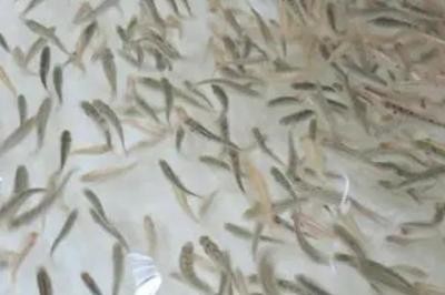 金龍魚飼料哪個牌子好（使用人數）