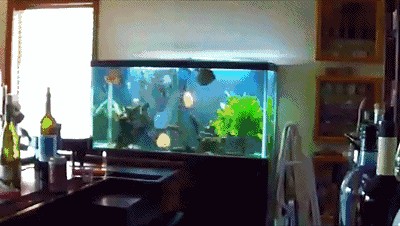 定制的魚缸會爆缸嗎為什么不爆缸（定制魚缸是否會爆缸）