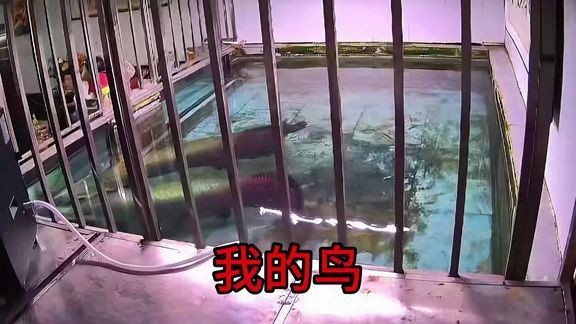 愛養魚的李老板巨骨舌魚 愛養魚的李老板巨骨舌魚 龍魚論壇 第2張