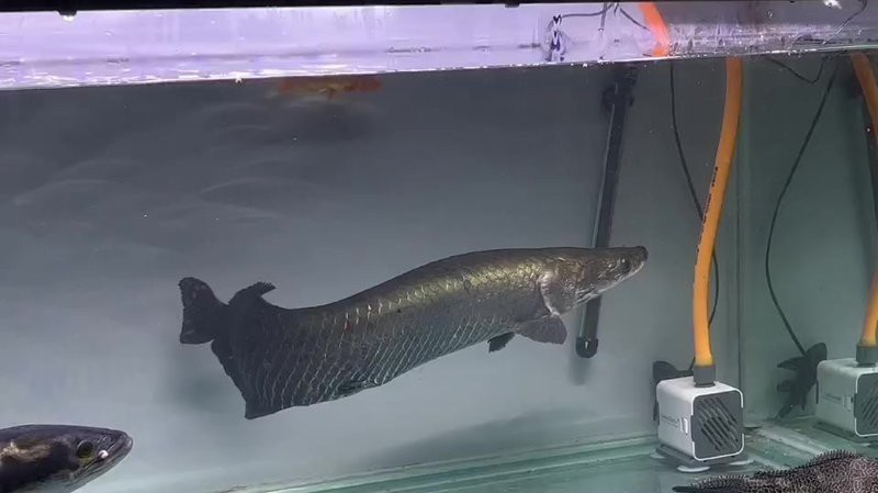 愛養魚的李老板巨骨舌魚 愛養魚的李老板巨骨舌魚 龍魚論壇 第1張