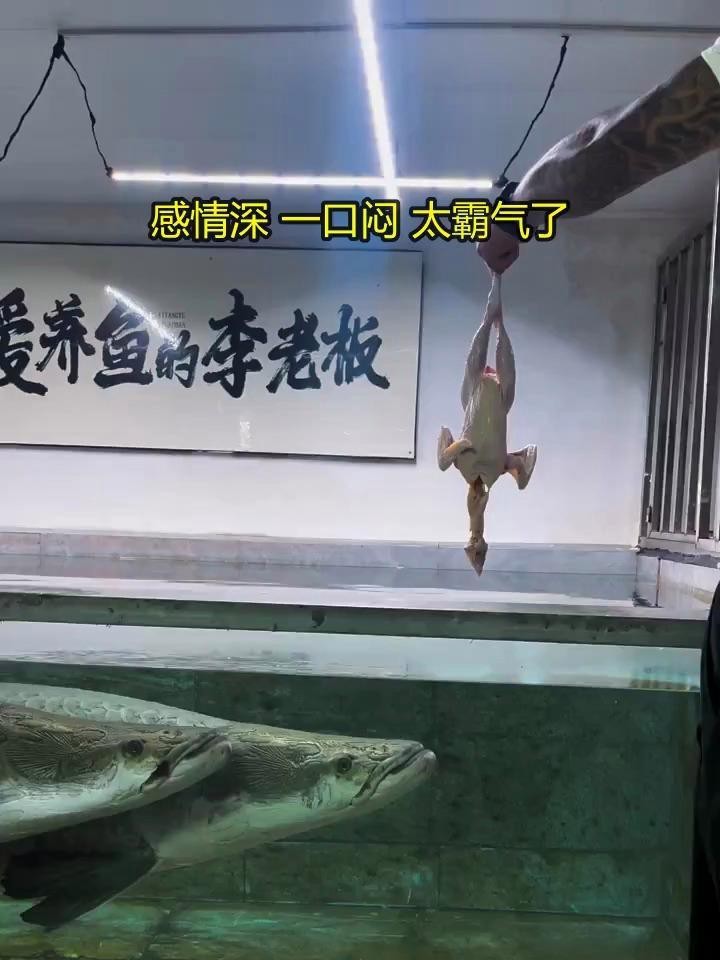 愛養魚的李老板巨骨舌魚 愛養魚的李老板巨骨舌魚 龍魚論壇 第8張