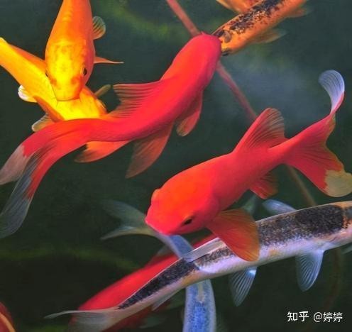 深缸適合養(yǎng)什么魚