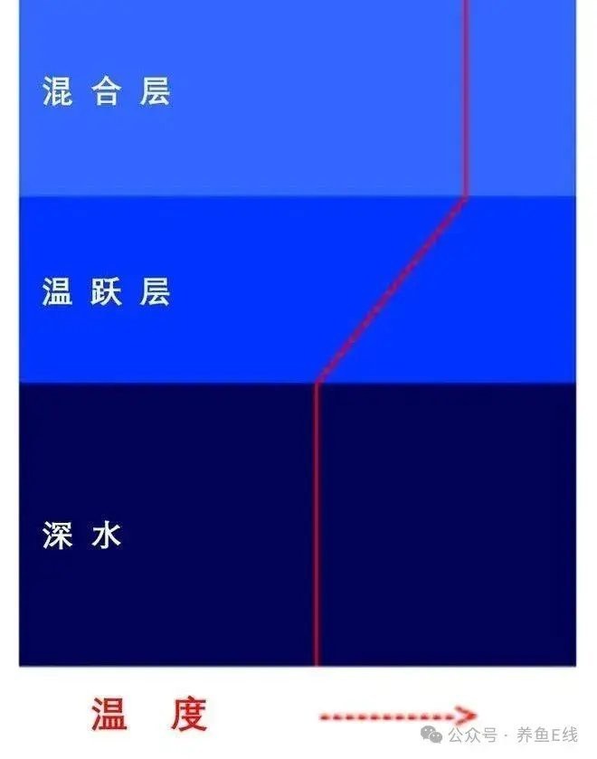 深缸適合養(yǎng)什么魚