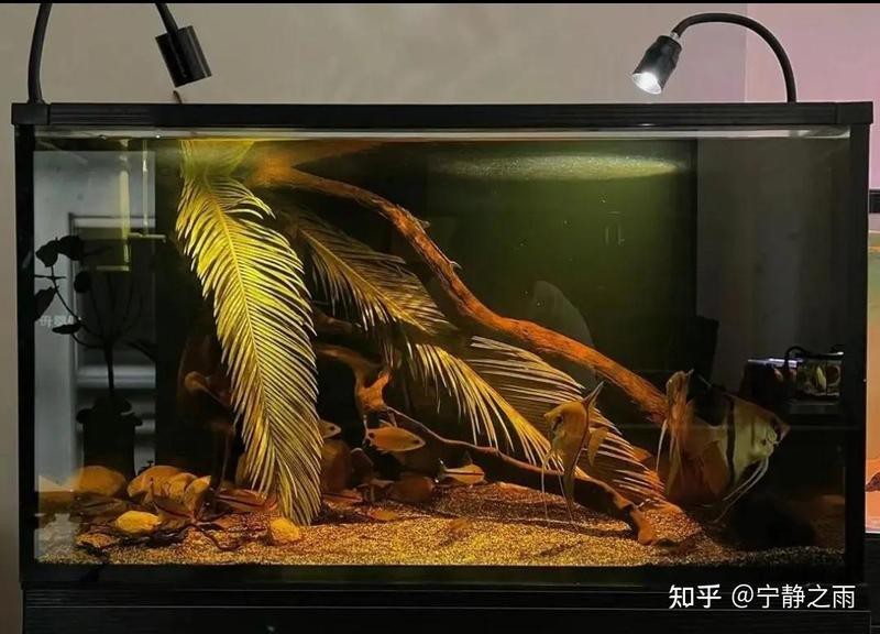 深缸適合養(yǎng)什么魚(yú)