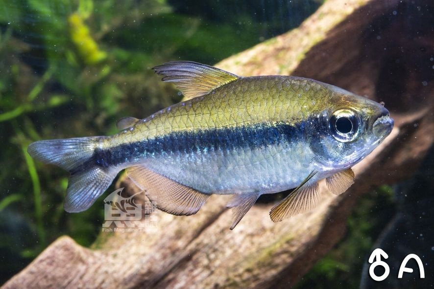 張掖魚缸訂做廠家聯系電話（張掖水族館）