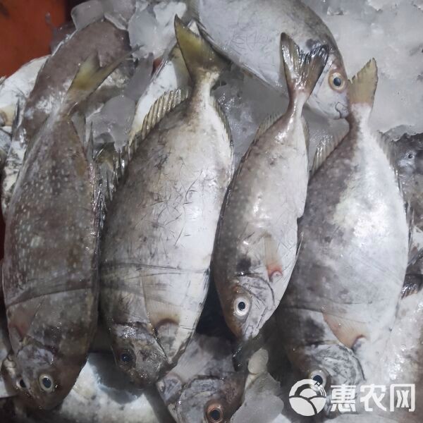 檸檬魚一般什么價位