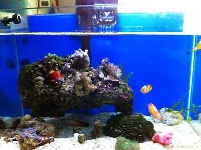 海水魚缸品牌排名前十（2024年海水魚缸品牌排名）