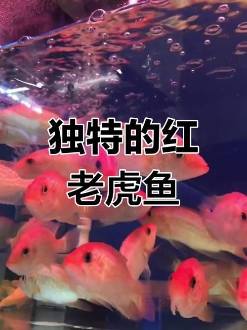 紅老虎魚圖片大全大圖