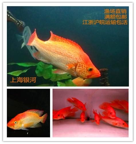 紅老虎魚圖片大全大圖